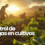 Control de plagas en cultivos