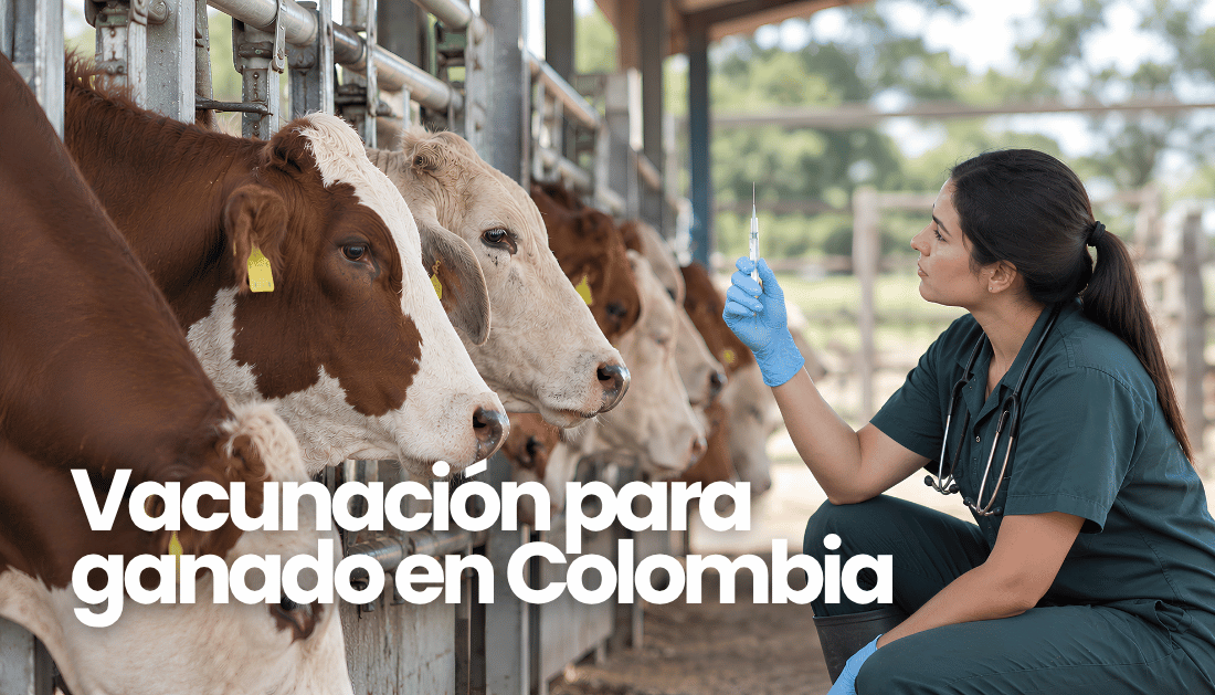 Vacunación para ganado en Colombia
